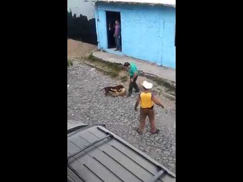 El caso completo de la perrita Foxi