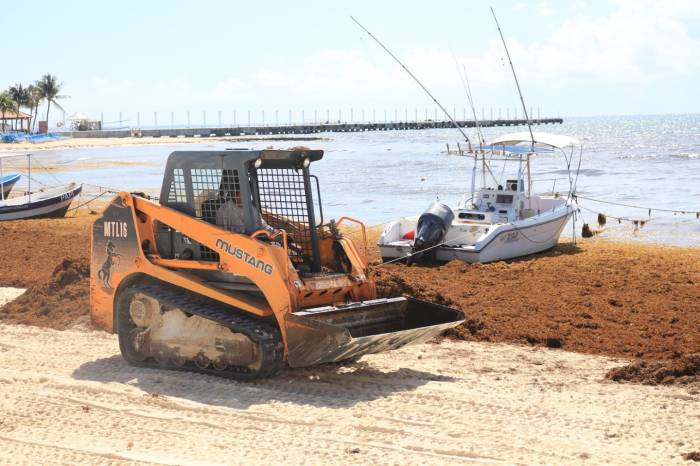 Náuticos toman el timón y proponen freno al sargazo