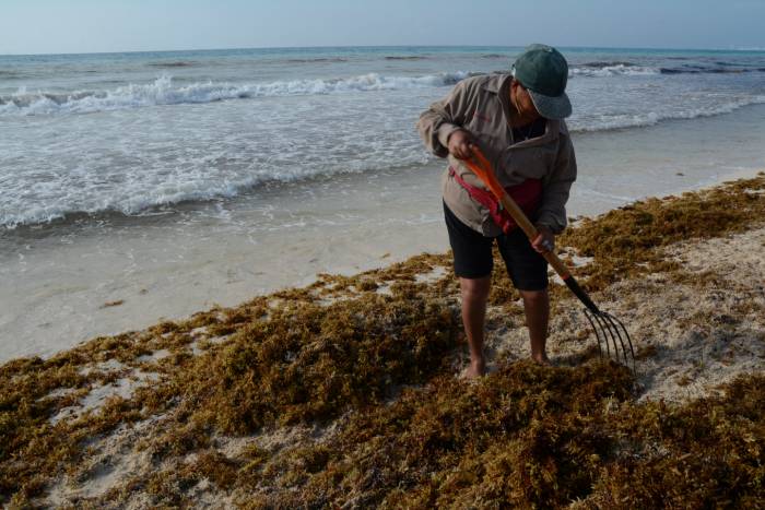 El azul turquesa regresará en cuatro meses a Puerto Morelos