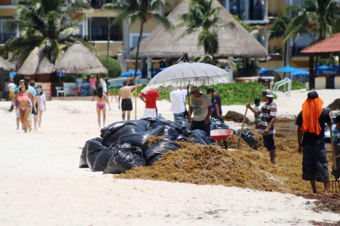 Estudiantes de Q. Roo convertirán en abono el sargazo
