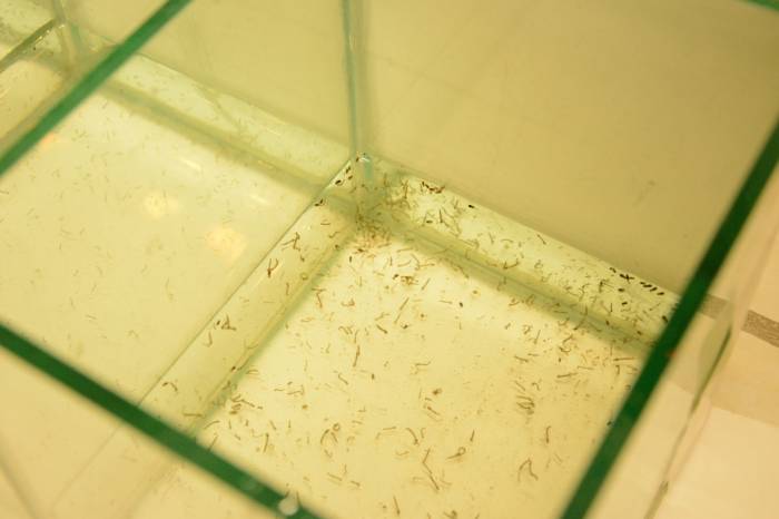 Se han registrado cinco casos de chikungunya en Cancún