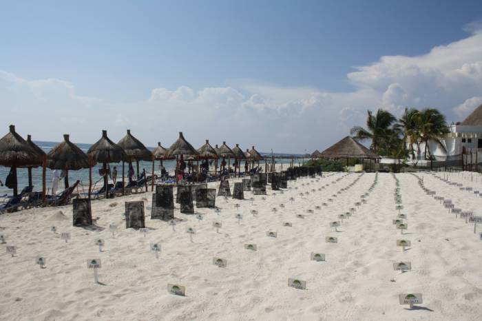 Buscan inculcar en los niños el cuidado a las tortugas