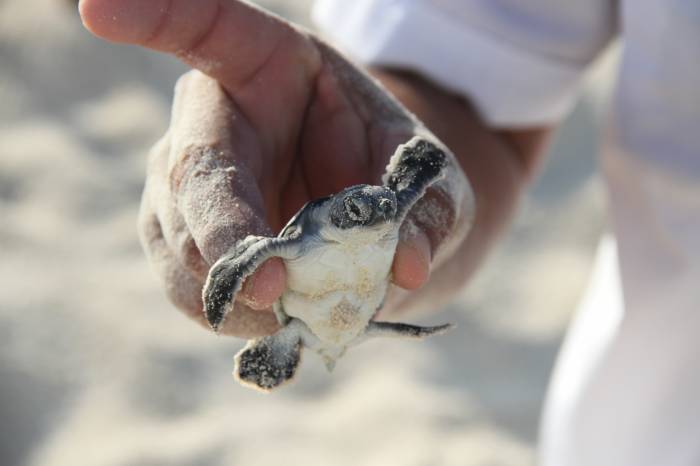 ¿Quieres liberar tortuguitas? ¡Esta es tu oportunidad!