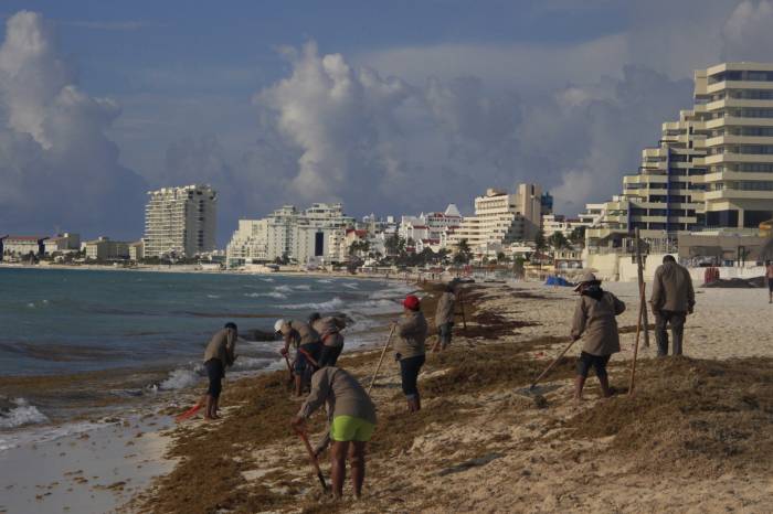Evaluarán ‘desde el aire’ los avances de recoja de sargazo