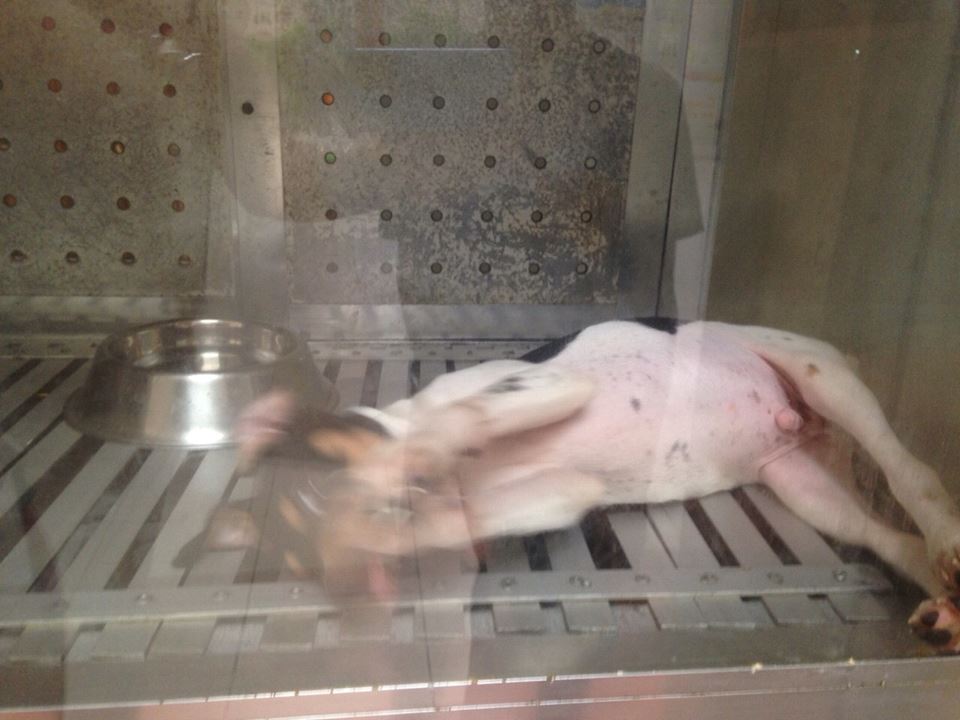 Exotik denunciada por maltrato animal