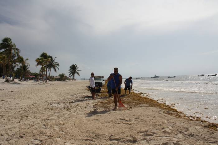 Cooperativas náuticas ayudan contra el sargazo