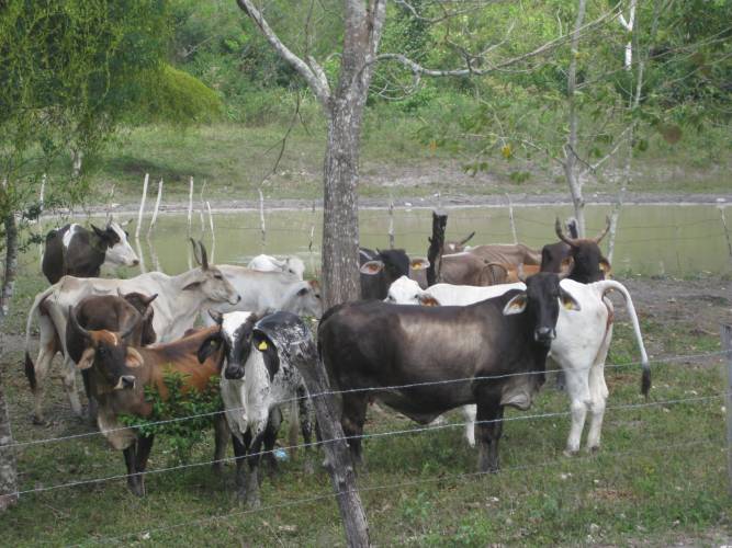 En riesgo 65 mil cabezas de ganado por sequía