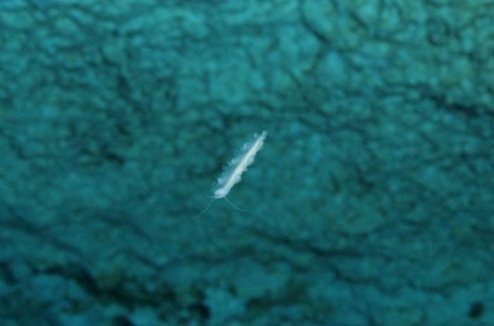 ¿Conoces a los remipedios del Sistema Crustácea?