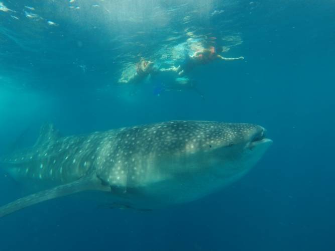 Crece la presencia del tiburón ballena