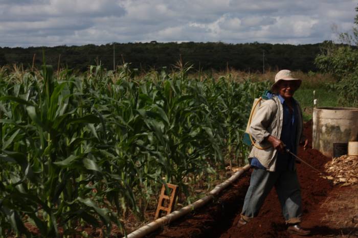 Q. Roo, entre los primeros 10 productores de maíz