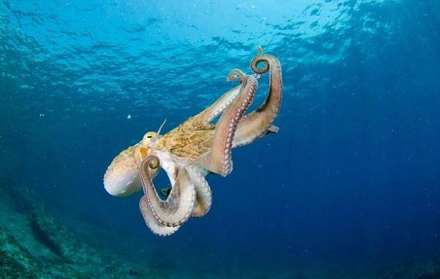 Calentamiento del mar ‘desequilibra’ la reproducción de especies