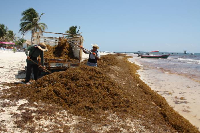 ‘Arremete’ el sargazo contra las playas de Tulum