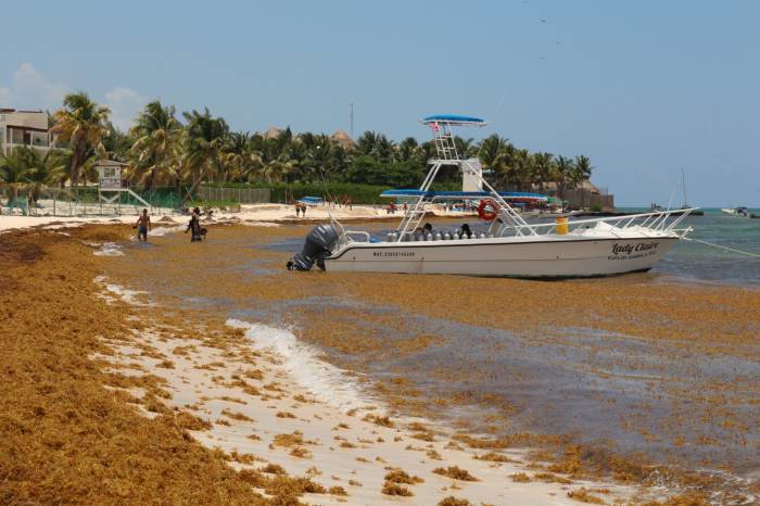 En septiembre instalarán barreras contra el sargazo