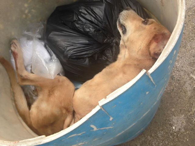 Mata a golpes a su perro por que lo mordió