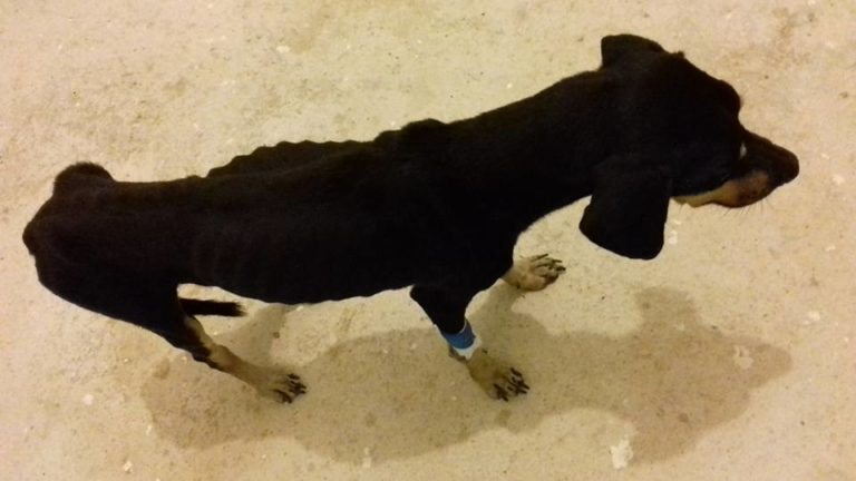 Justicia para Don Robert: perro abandonado en oficinas del Partido Verde