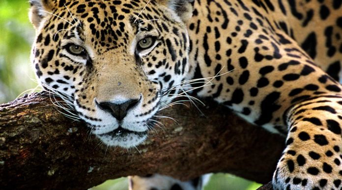 Primer Congreso Mundial de Conservación del Jaguar