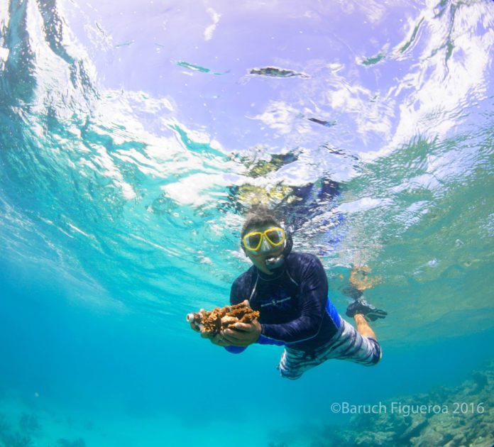 Siembran arrecifes de coral en Bahía de Akumal