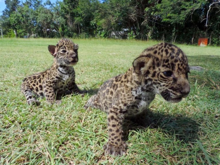 DOS CRÍAS DE JAGUAR FUERON RESCATADAS POR LA CONANP