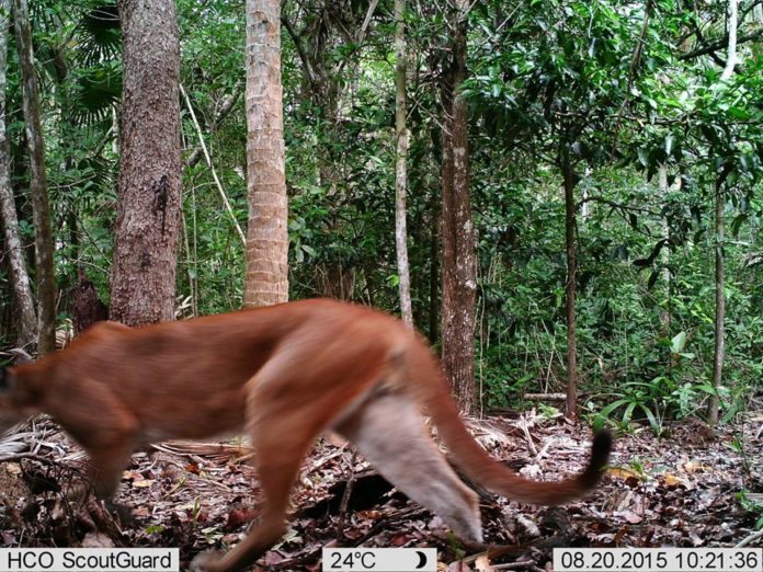 Monitorean presencia de grandes felinos en Uxuxubi