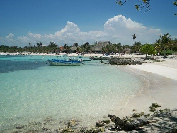 Suspende PROFEPA nado con tortugas en Akumal