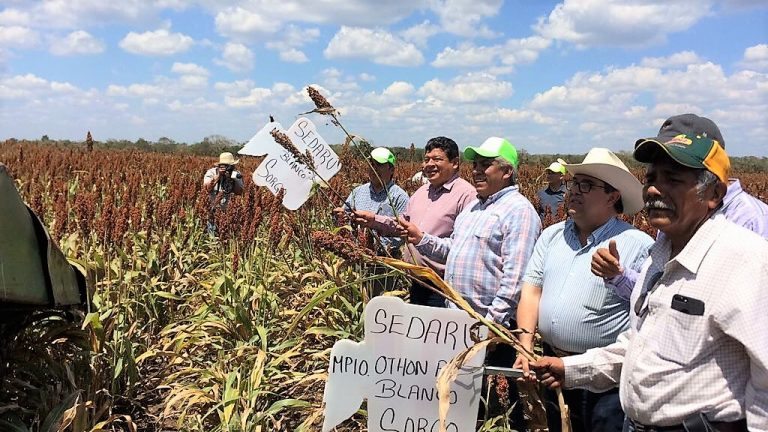 Arrancan trabajos de trilla de sorgo en Xul-Ha
