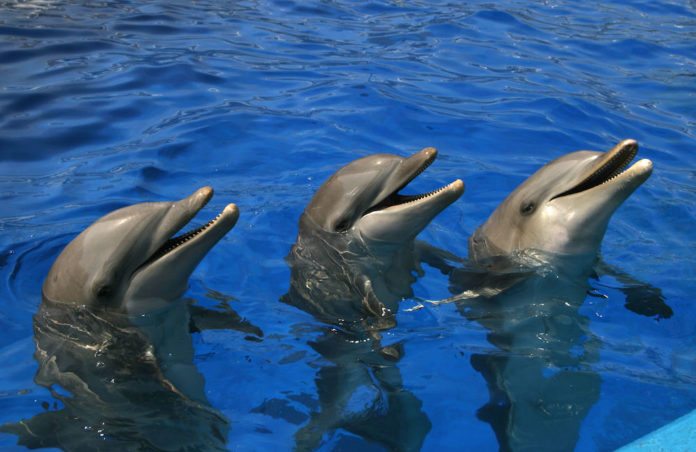 delfines en cautiverio