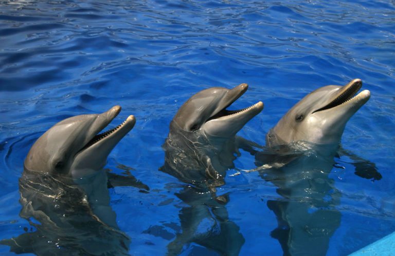 delfines en cautiverio