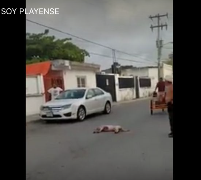 Perro arponeado en Playa del Carmen