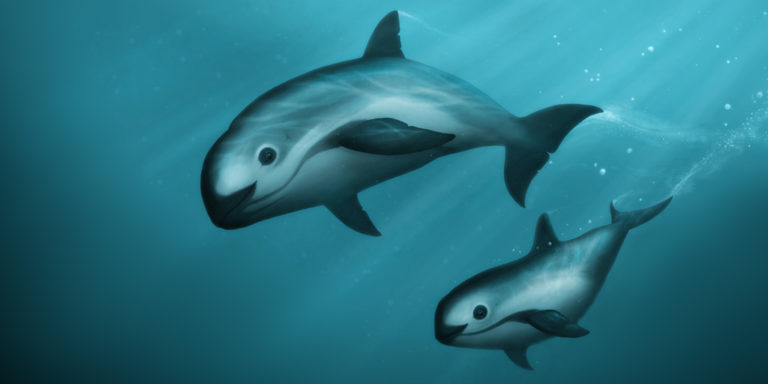 vaquita