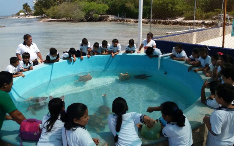 Semana Estatal de la Tortuga Marina