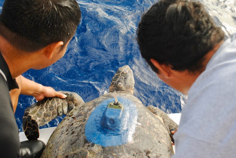 xcaret tortu 27062017