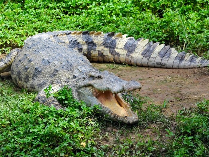 Sujeto quería sostener relaciones sexuales ¡con un cocodrilo!