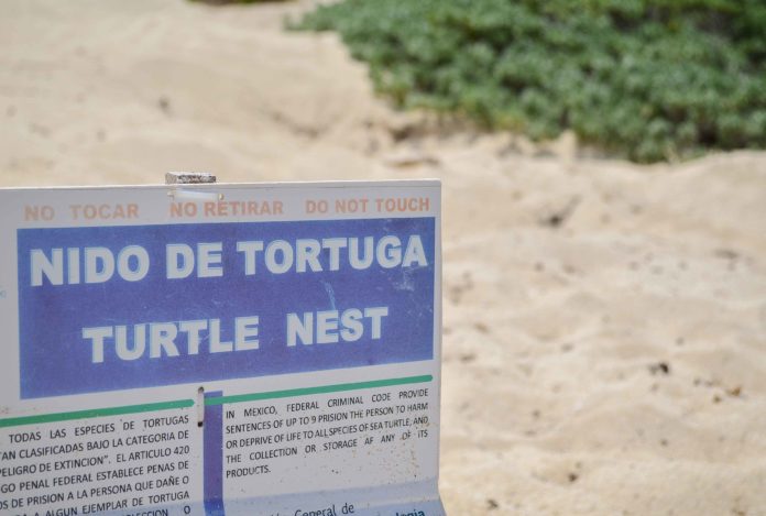 tortugas puerto morelos
