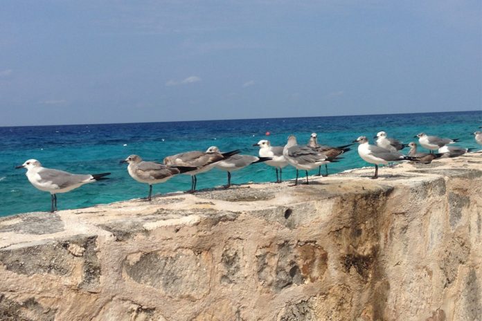 Isla de las Golondrinas