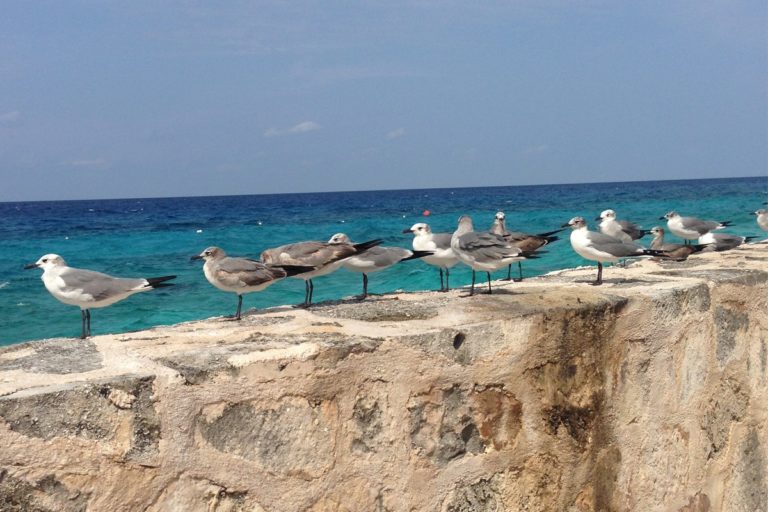 Isla de las Golondrinas
