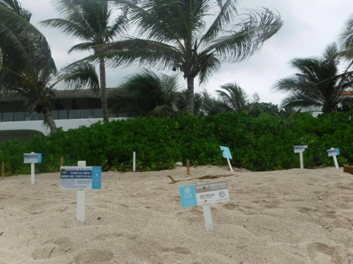nidos tortugas akumal 25082017