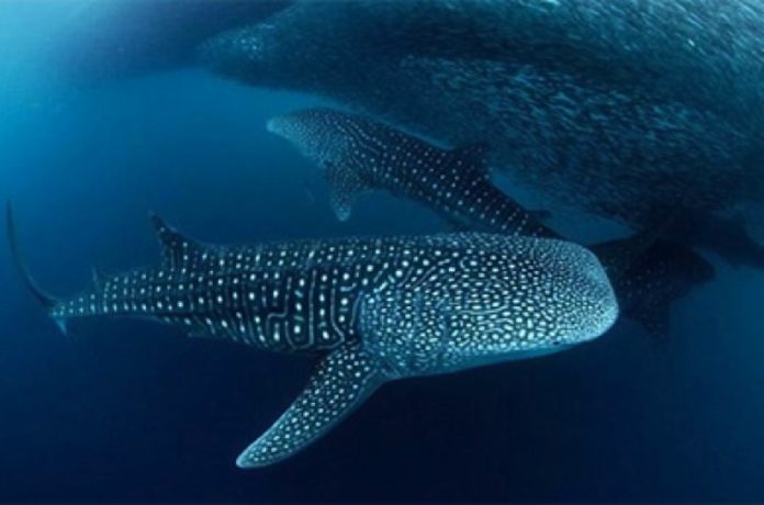 tiburon ballena 7082017