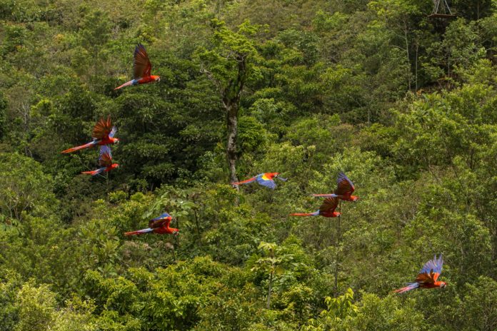 La Guacamaya Roja