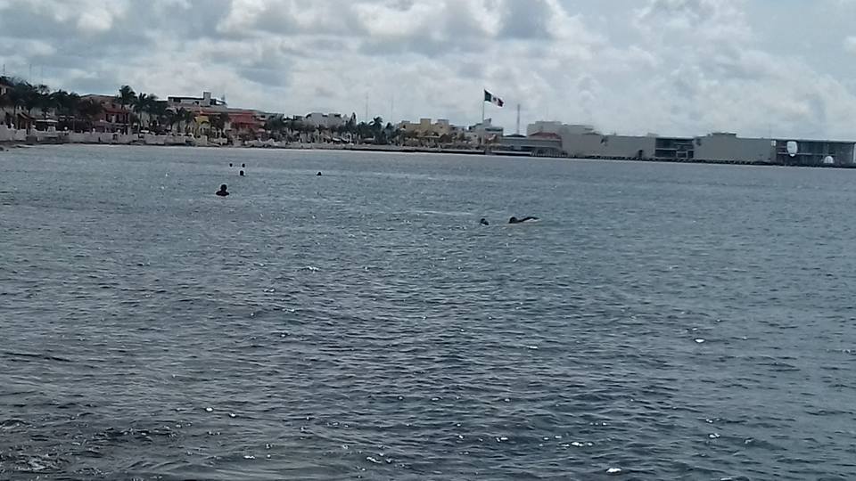 Celebrarán Congreso Nacional de Ciencia y Tecnología del Mar