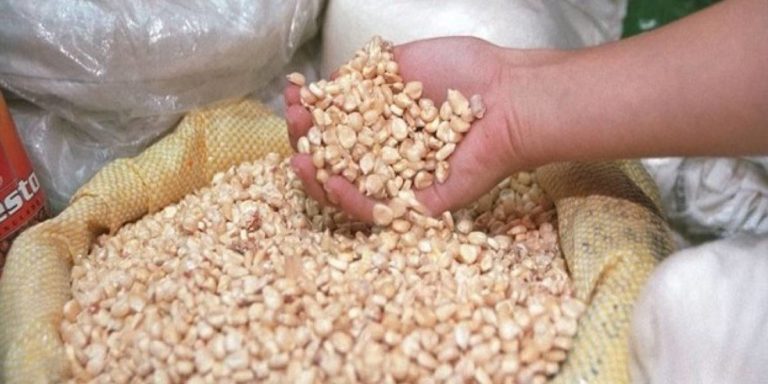 Semillas-chihua-20171124