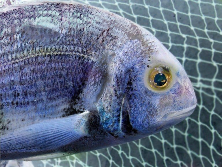 Fish Save Playa del Carmen invita a una marcha silenciosa en pro de la vida de los peces