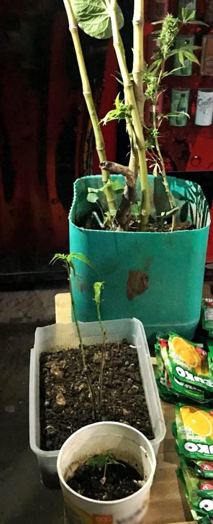 “Barren” hasta con una maceta con marihuana, en la cárcel de Cancún