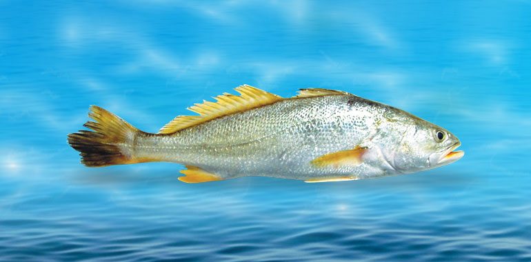 El grito sexual de este pez podría dejar sordas a otras especies marinas