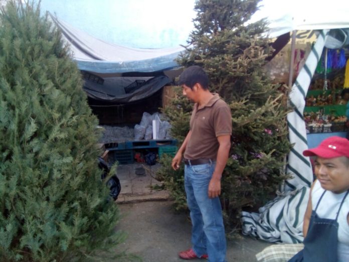 vendedores de Pinos en Cancún