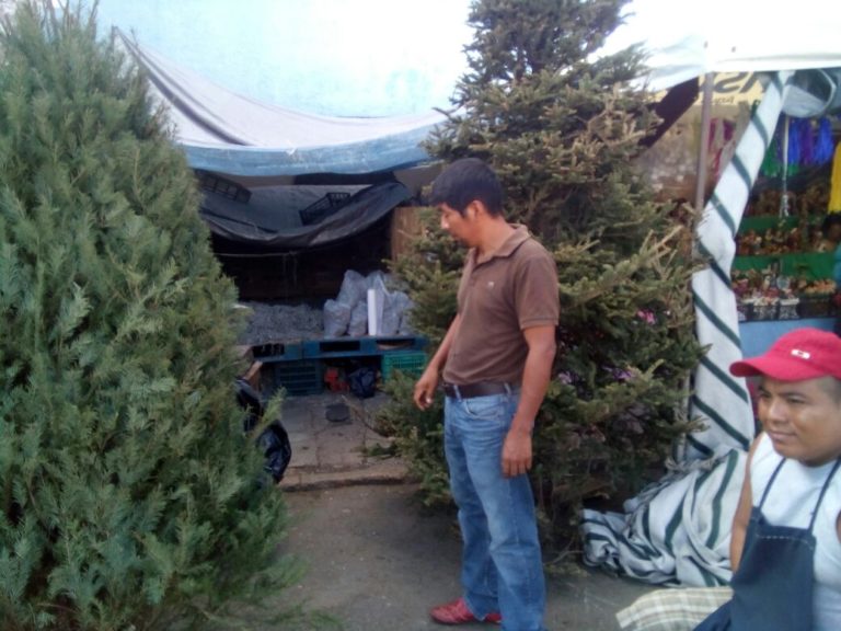 vendedores de Pinos en Cancún