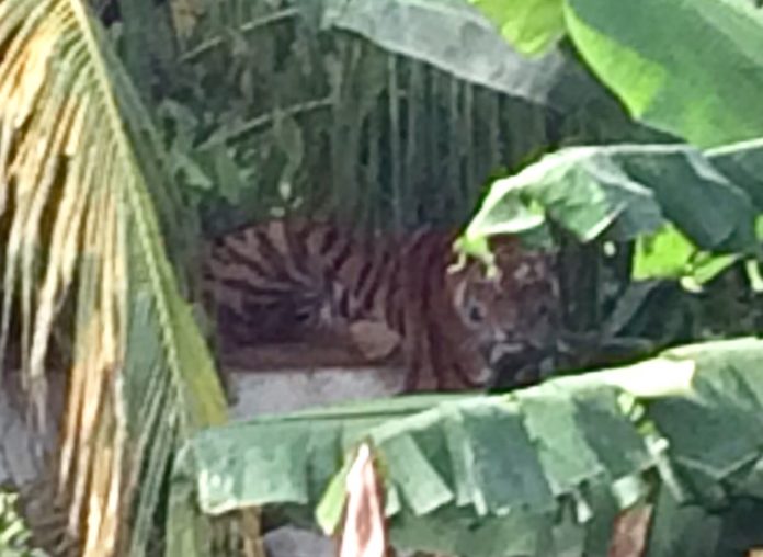 Tigre fugado Chetumal