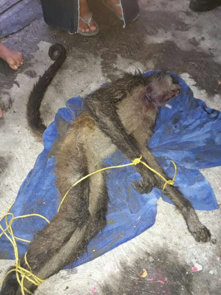 Agoniza mono araña tras ataque de pitbull