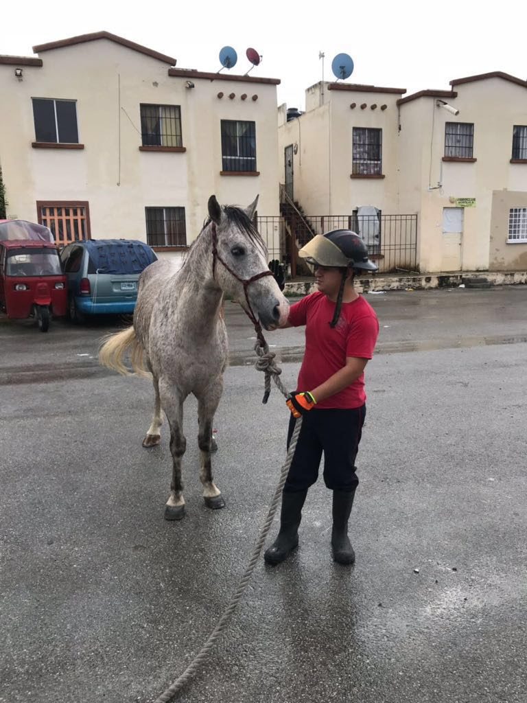 Caballo hallado en Cancún