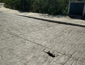 Muere tlacuache arrollado en Tajamar