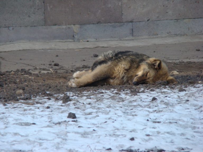 Rusos hacen matanza de perros por ser “mala imagen” para el Mundial 2018